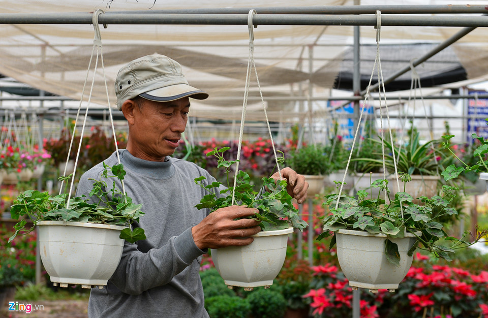 Giá hoa giảm, dân vẫn dự kiến thu tiền tỷ dịp giáp Tết