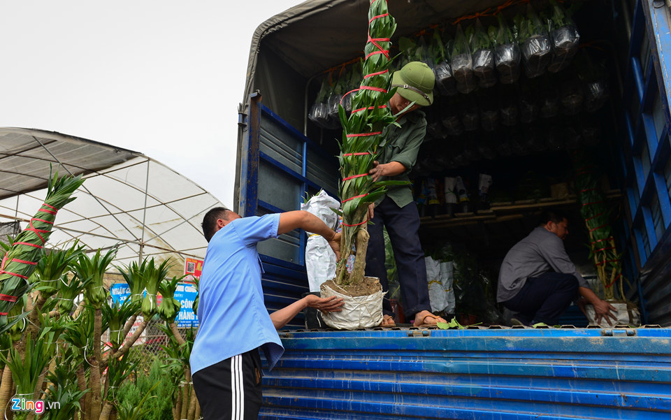 Giá hoa giảm, dân vẫn dự kiến thu tiền tỷ dịp giáp Tết