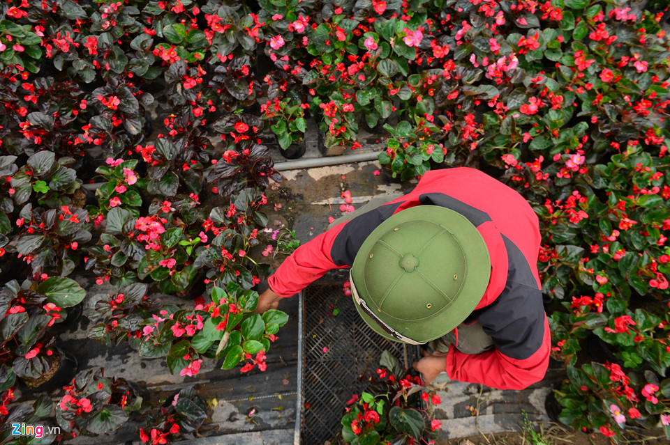 Giá hoa giảm, dân vẫn dự kiến thu tiền tỷ dịp giáp Tết