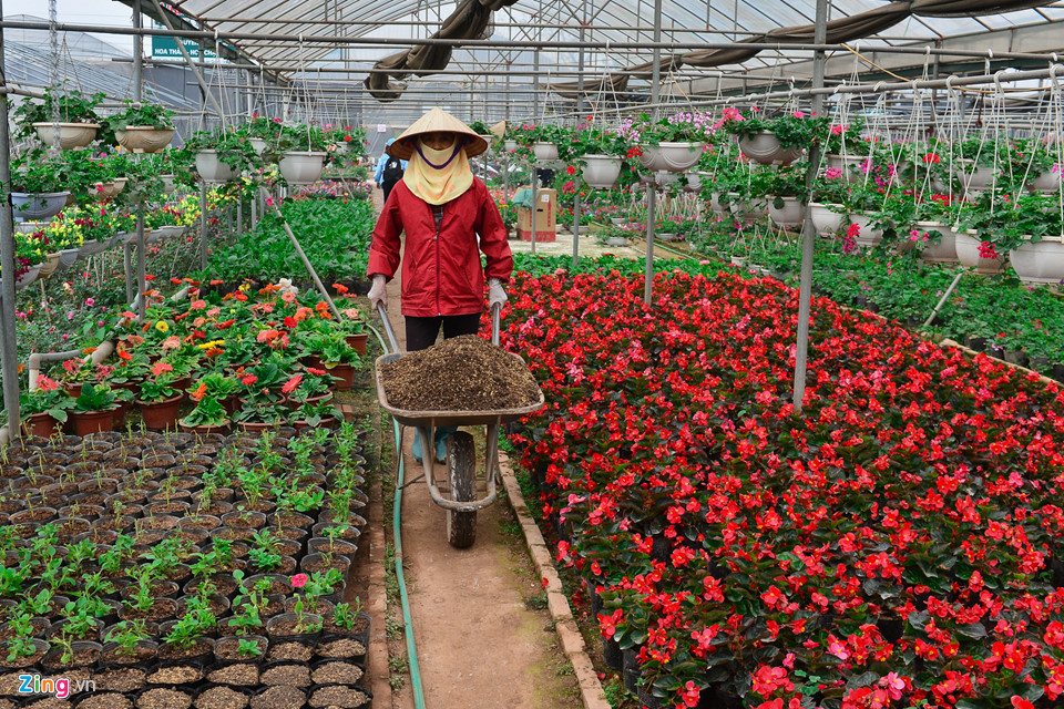 Giá hoa giảm, dân vẫn dự kiến thu tiền tỷ dịp giáp Tết