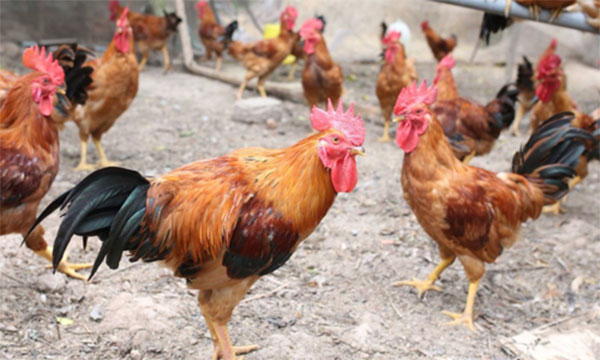 Đầu tháng Chạp, giá gà bắt đầu tăng