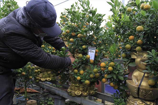 Cây cảnh độc lạ hút khách dịp Tết