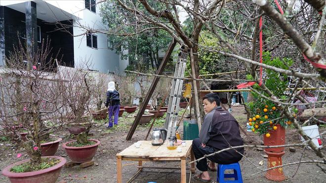 Đào rừng vượt 300km xuống phố, đợi ngày nở hoa đón Tết Đào rừng vượt 300km xuống phố, đợi ngày nở hoa đón Tết