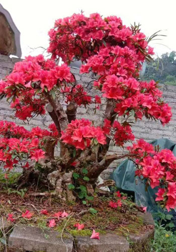 Hơn 800 trăm triệu một cây đỗ quyên cổ thụ Hơn 800 trăm triệu một cây đỗ quyên cổ thụ