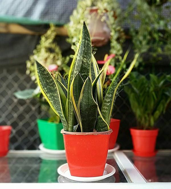 Đặt cây lưỡi hổ trong phòng ngủ, sáng đi làm gặp may chiều về nhà chồng cưng như trứng Đặt cây lưỡi hổ trong phòng ngủ, sáng đi làm gặp may chiều về nhà chồng cưng như trứng