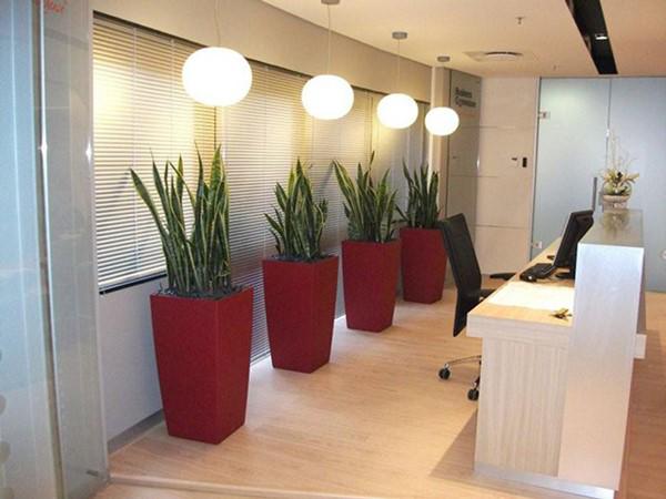 Đặt cây lưỡi hổ trong phòng ngủ, sáng đi làm gặp may chiều về nhà chồng cưng như trứng Đặt cây lưỡi hổ trong phòng ngủ, sáng đi làm gặp may chiều về nhà chồng cưng như trứng