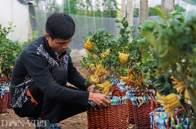 Làng phật thủ lớn nhất Hà Nội sẵn sàng xuất hàng đón Tết Làng phật thủ lớn nhất Hà Nội sẵn sàng xuất hàng đón Tết