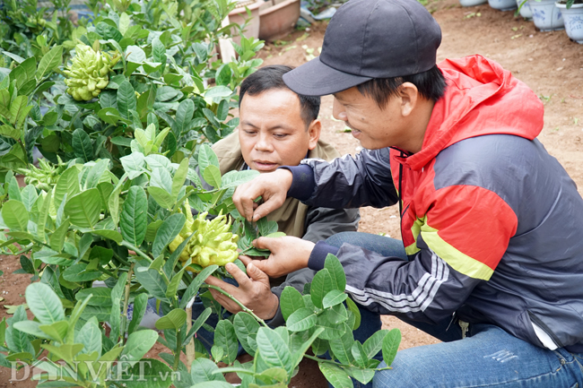 Làng phật thủ lớn nhất Hà Nội sẵn sàng xuất hàng đón Tết Làng phật thủ lớn nhất Hà Nội sẵn sàng xuất hàng đón Tết