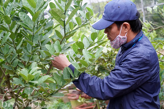 Làng phật thủ lớn nhất Hà Nội sẵn sàng xuất hàng đón Tết Làng phật thủ lớn nhất Hà Nội sẵn sàng xuất hàng đón Tết