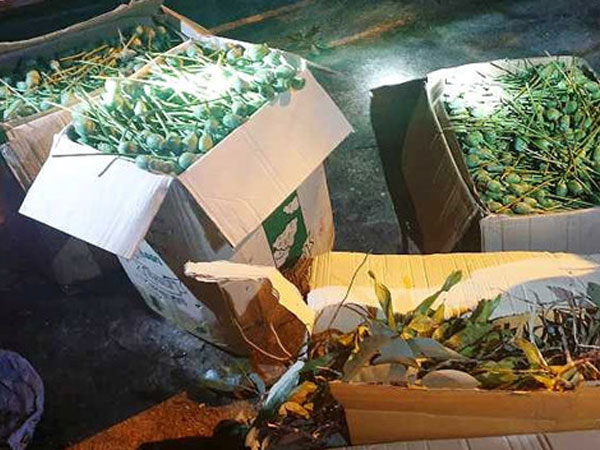 Xe khách chở 64 kg quả thuốc phiện để ngâm rượu Tết