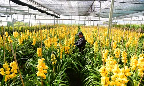 70% địa lan Đà Lạt bị nở trước Tết 70% địa lan Đà Lạt bị nở trước Tết