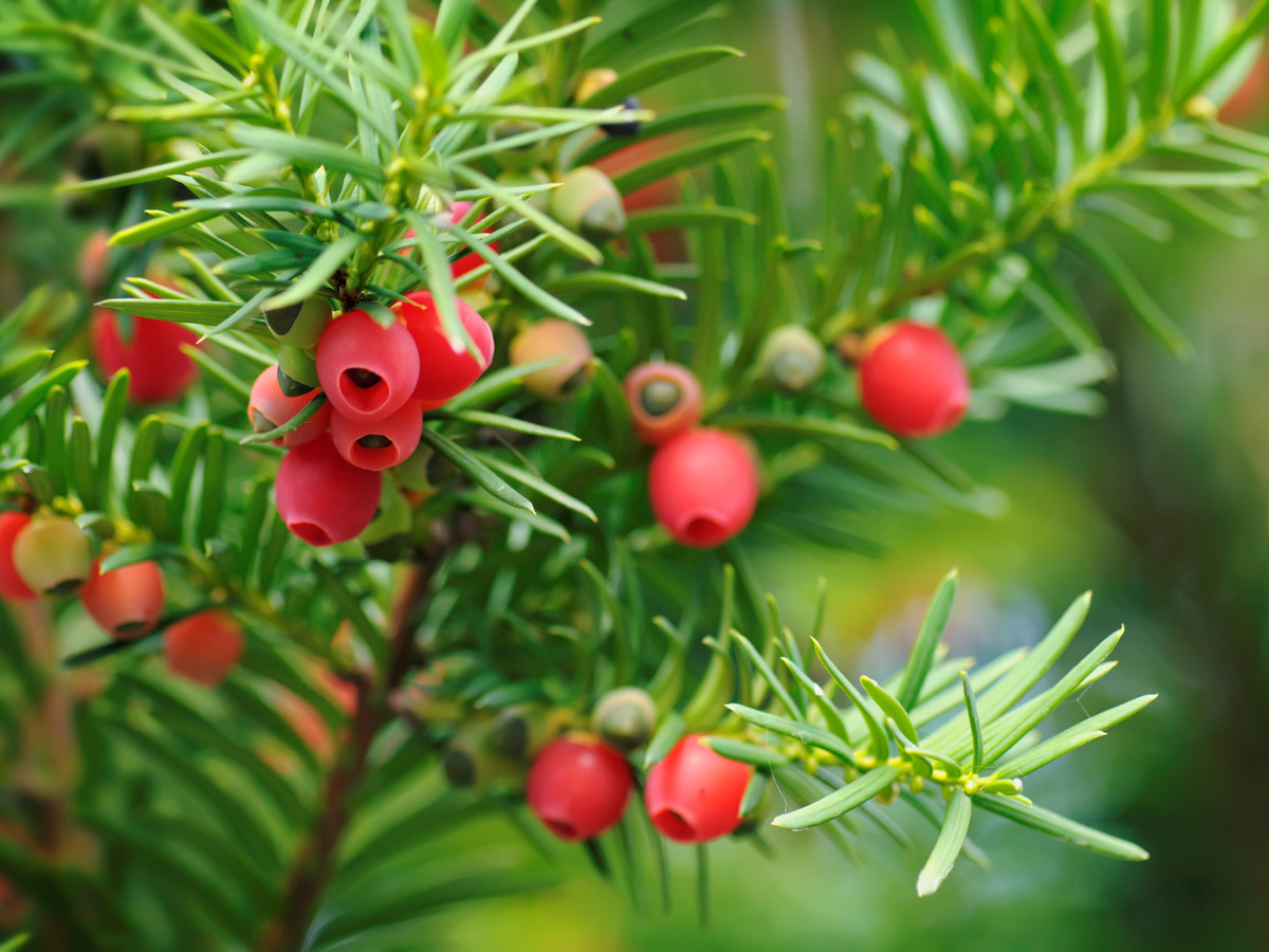 Những phương pháp lấy độc trị độc kỳ lạ trong y khoa