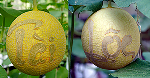 Dưa lưới miền Tây khắc chữ chưng Tết giá triệu đồng mỗi cặp