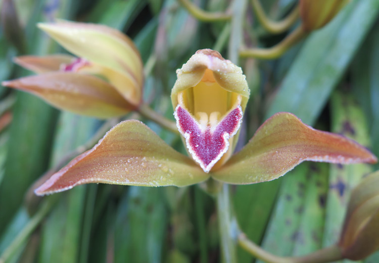 Đại gia Hà thành chi 1,5 tỷ mua 500 nhành lan huyền thoại chơi Tết