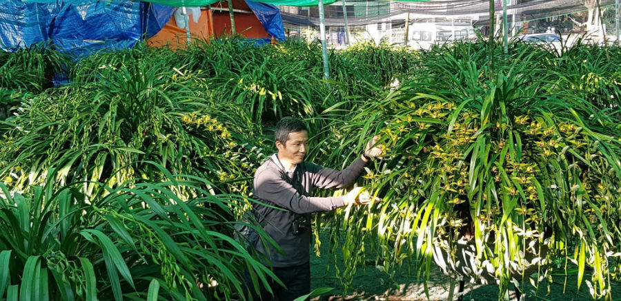 Đại gia Hà thành chi 1,5 tỷ mua 500 nhành lan huyền thoại chơi Tết