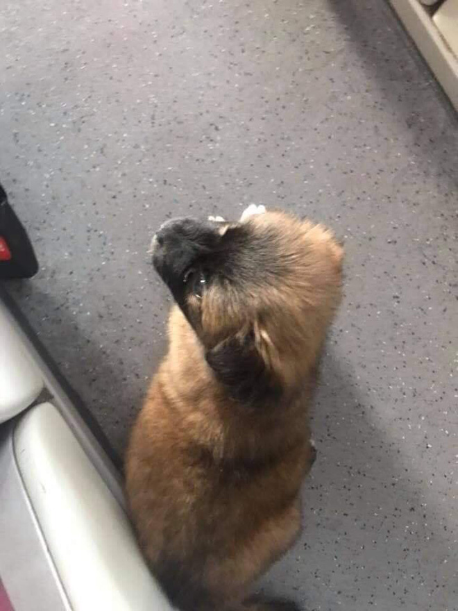 Chia sẻ không cho chó lên xe khách là quan niệm cổ hủ, cô gái khiến dân mạng bức xúc