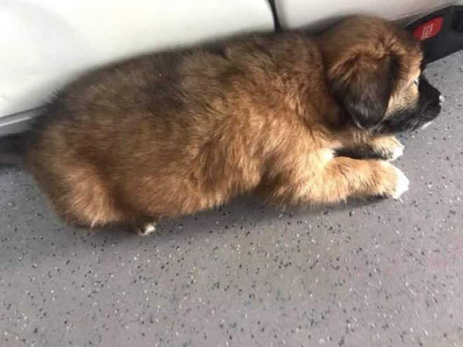 Chia sẻ không cho chó lên xe khách là quan niệm cổ hủ, cô gái khiến dân mạng bức xúc