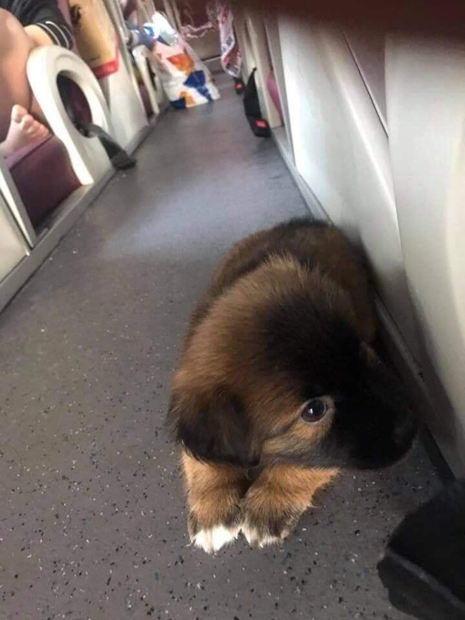 Chia sẻ không cho chó lên xe khách là quan niệm cổ hủ, cô gái khiến dân mạng bức xúc