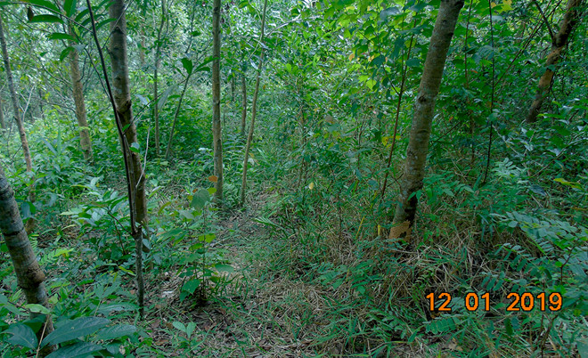 Phát hiện dấu vết nghi bò tót xuất hiện ở rừng Quảng Trị