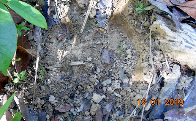 Phát hiện dấu vết nghi bò tót xuất hiện ở rừng Quảng Trị