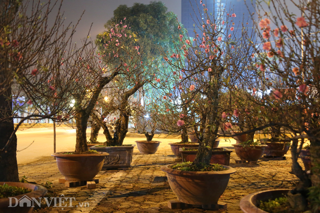 Ảnh: Trùm chăn thâu đêm trông đào, quất lộ thiên ở Hà Nội