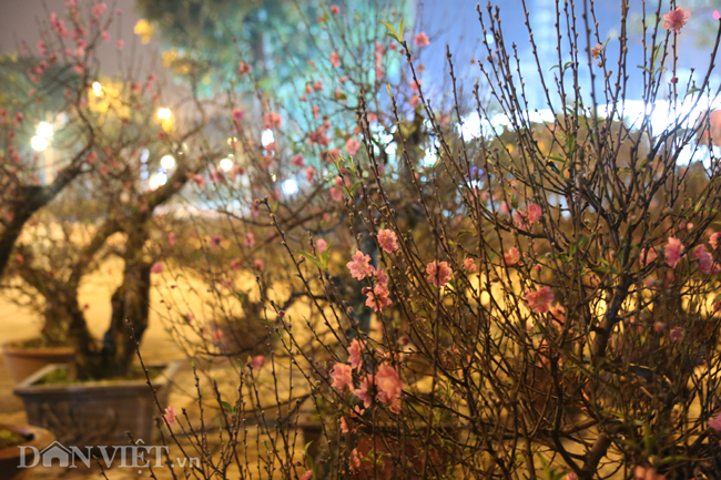 Ảnh: Trùm chăn thâu đêm trông đào, quất lộ thiên ở Hà Nội
