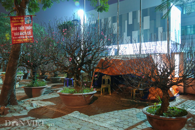 Ảnh: Trùm chăn thâu đêm trông đào, quất lộ thiên ở Hà Nội