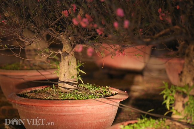 Ảnh: Trùm chăn thâu đêm trông đào, quất lộ thiên ở Hà Nội