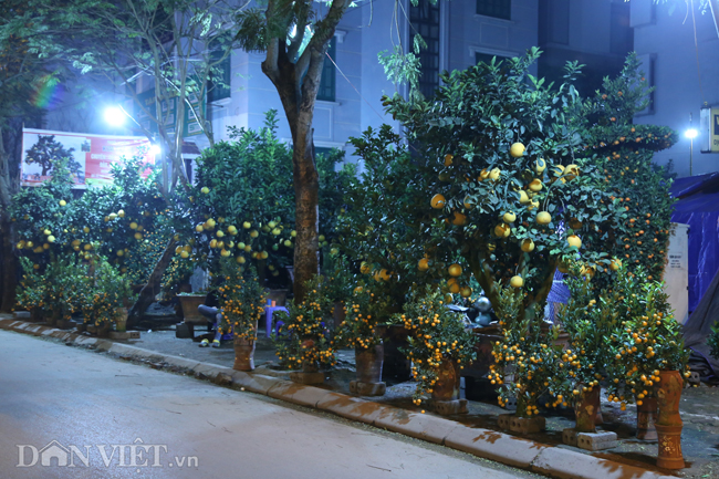 Ảnh: Trùm chăn thâu đêm trông đào, quất lộ thiên ở Hà Nội