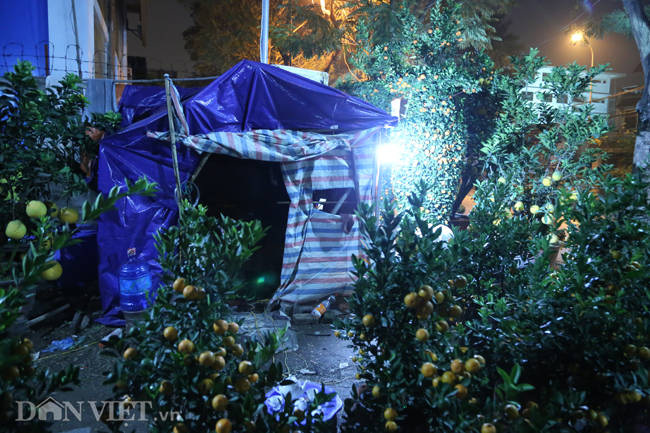 Ảnh: Trùm chăn thâu đêm trông đào, quất lộ thiên ở Hà Nội