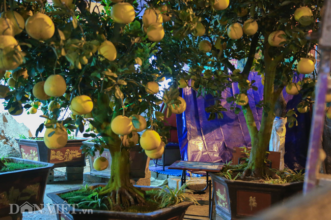 Ảnh: Trùm chăn thâu đêm trông đào, quất lộ thiên ở Hà Nội