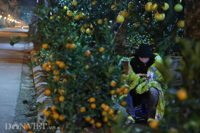 Ảnh: Trùm chăn thâu đêm trông đào, quất lộ thiên ở Hà Nội