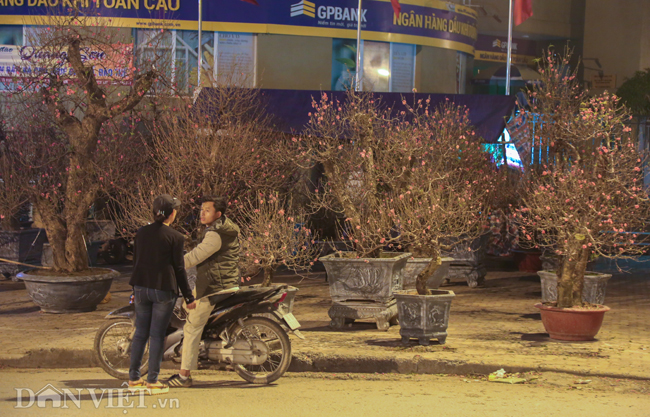 Ảnh: Trùm chăn thâu đêm trông đào, quất lộ thiên ở Hà Nội