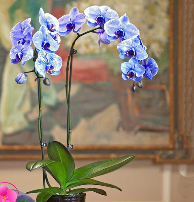 Lan hồ điệp nhập ngoại 3 triệu đồng/cành vẫn ùn ùn đua nhau mua về chơi Tết cho sang