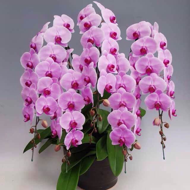 Lan hồ điệp nhập ngoại 3 triệu đồng/cành vẫn ùn ùn đua nhau mua về chơi Tết cho sang