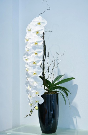 Lan hồ điệp nhập ngoại 3 triệu đồng/cành vẫn ùn ùn đua nhau mua về chơi Tết cho sang