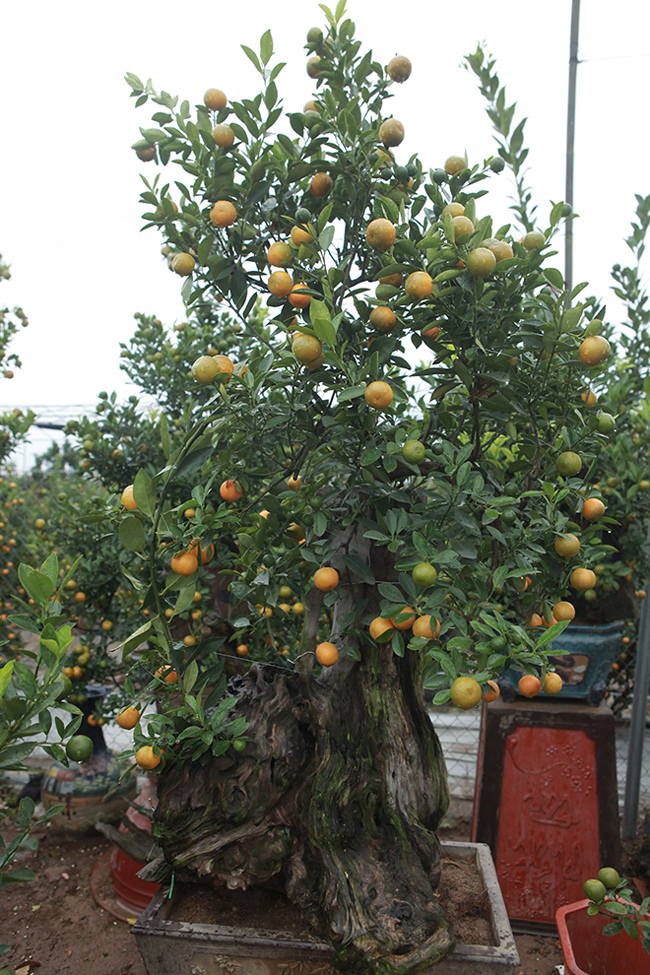 Quất cảnh ghép với củi khô giá cả chục triệu vẫn tranh nhau mua chơi Tết