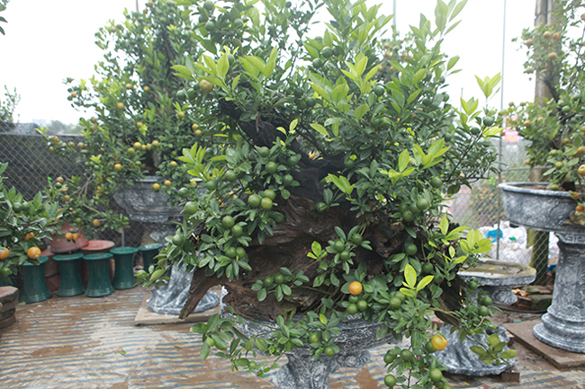 Quất cảnh ghép với củi khô giá cả chục triệu vẫn tranh nhau mua chơi Tết