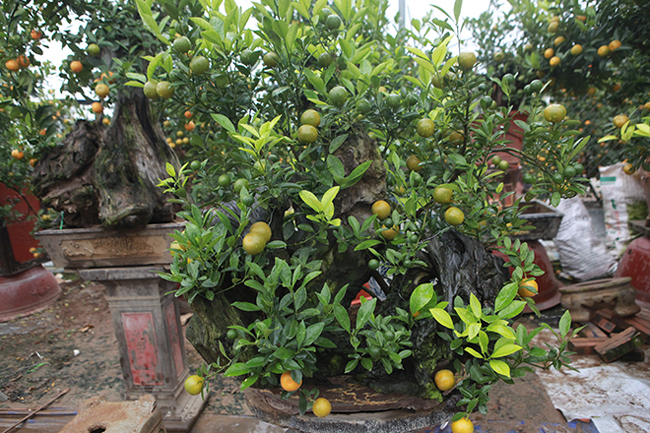 Quất cảnh ghép với củi khô giá cả chục triệu vẫn tranh nhau mua chơi Tết