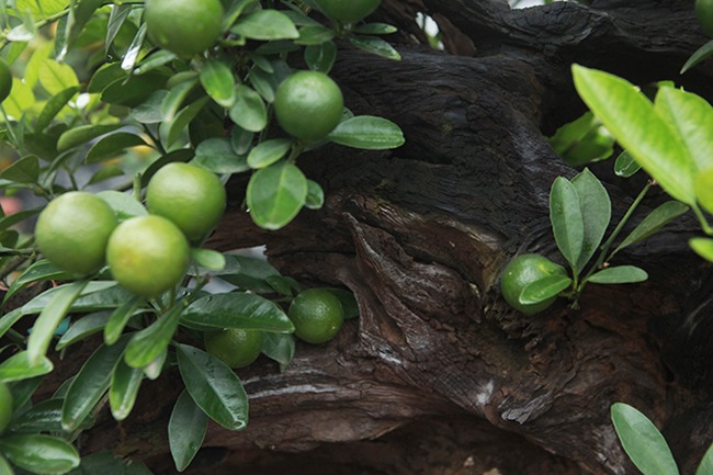 Quất cảnh ghép với củi khô giá cả chục triệu vẫn tranh nhau mua chơi Tết