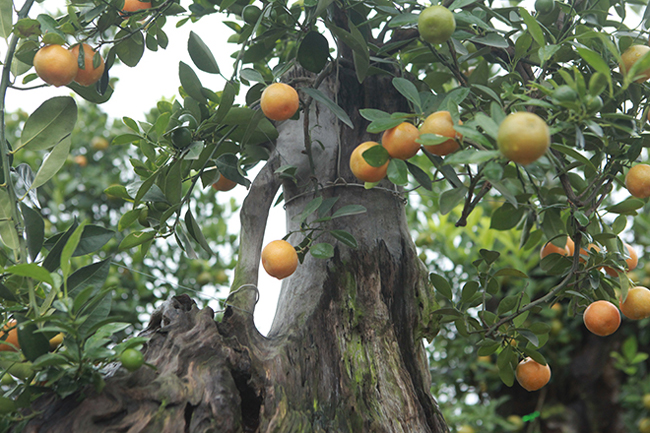 Quất cảnh ghép với củi khô giá cả chục triệu vẫn tranh nhau mua chơi Tết