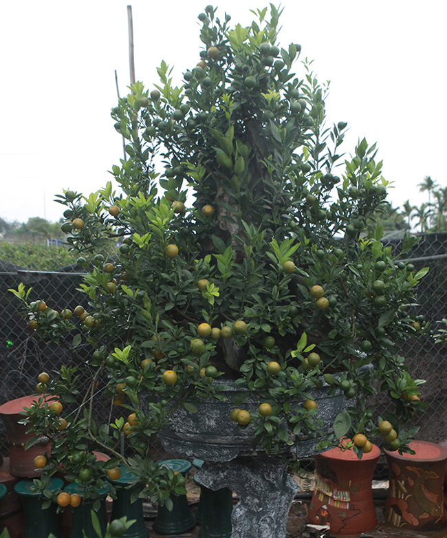 Quất cảnh ghép với củi khô giá cả chục triệu vẫn tranh nhau mua chơi Tết