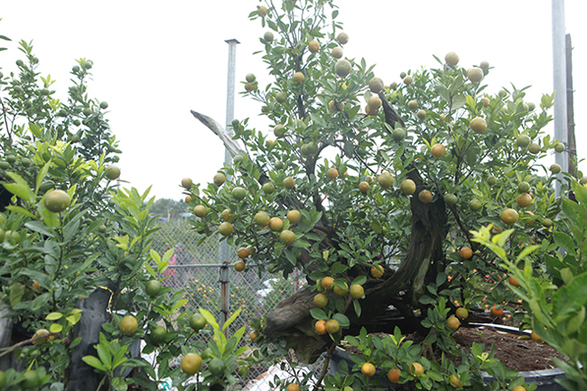 Quất cảnh ghép với củi khô giá cả chục triệu vẫn tranh nhau mua chơi Tết