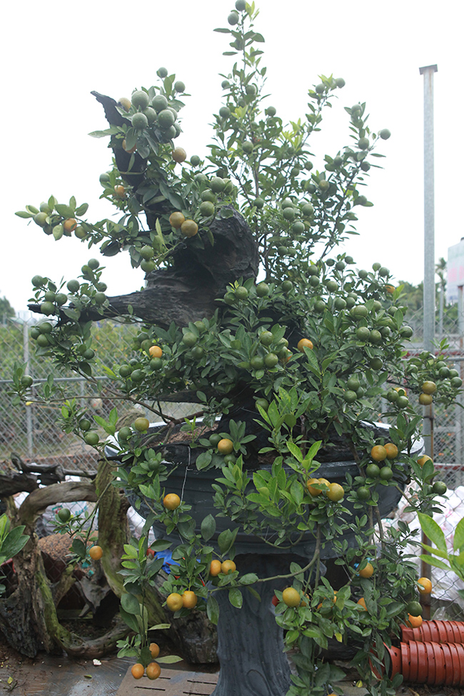 Quất cảnh ghép với củi khô giá cả chục triệu vẫn tranh nhau mua chơi Tết