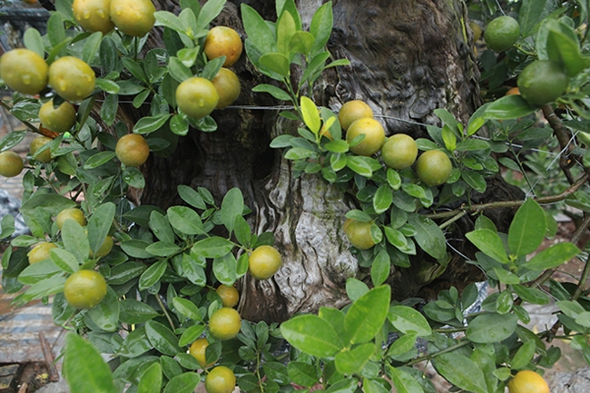 Quất cảnh ghép với củi khô giá cả chục triệu vẫn tranh nhau mua chơi Tết