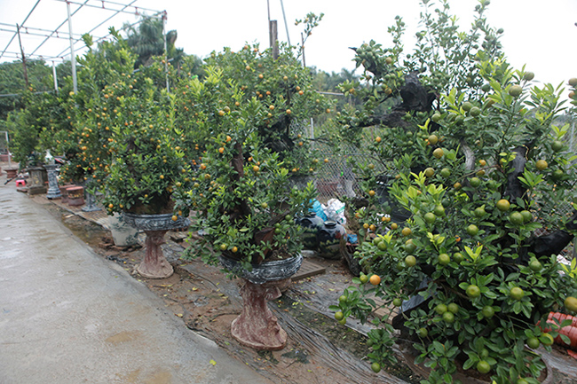 Quất cảnh ghép với củi khô giá cả chục triệu vẫn tranh nhau mua chơi Tết