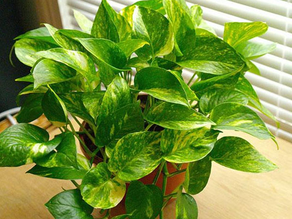 Kỷ Hợi 2019 nhà nào cũng nên trồng ngay cây này gia đình ngày càng nhiều tiền, rước tài đón lộc