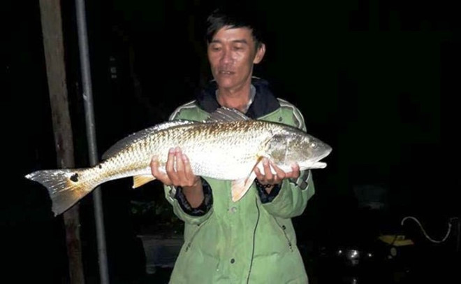 Cá lạ nghi sủ vàng nặng 5 kg dính lưới ngư dân