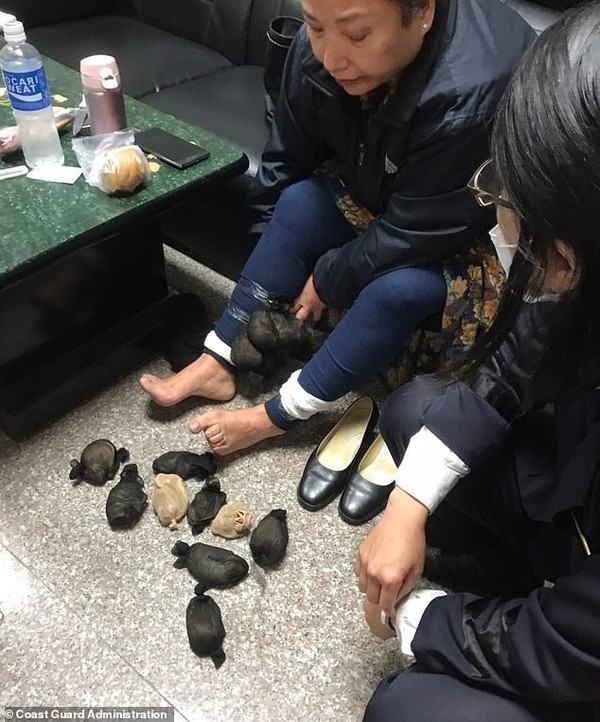 Người phụ nữ giấu 24 con chuột dưới váy bị bắt ở Đài Loan