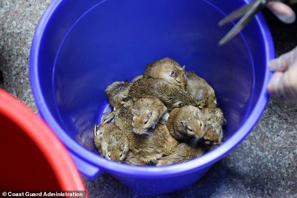 Người phụ nữ giấu 24 con chuột dưới váy bị bắt ở Đài Loan